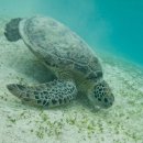 (주)성공렌트카 | 오키나와 미야코지마 셀프 스노쿨링, 아라구스쿠 뚜벅이 여행 후기