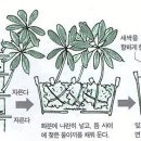 홍콩야자 번식방법 입니다 이미지