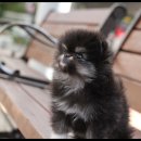 광주강아지분양 펫블리 애견 샵 이미지