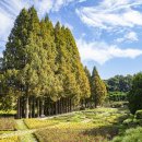 입암시장 이미지