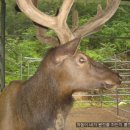 사슴농장 이미지