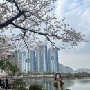 경암스포츠센터 | 조금 늦은 벚꽃 구경 후기 (김해,부산)