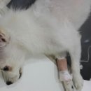 우리들동물병원 이미지