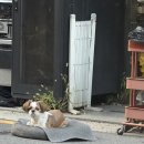 집 앞 쏘시크한 시츄..🐶 이미지