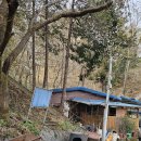 전남 화순군 봉정산+임대정원림+야사리 은행나무+둔동마을 숲정이/2025.4.8.화 이미지