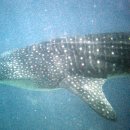 꿈꾸는 고래 이미지