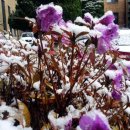 봄꽃에서첫눈까지 이미지