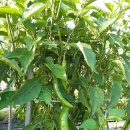 홍산농약 이미지