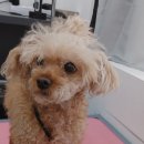 샤니미용실 이미지