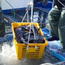 신안우럭 이미지