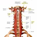 경추 전면 근육 (prevertebral neck muscles) 이미지