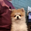 에이치동물메디컬센터 이미지