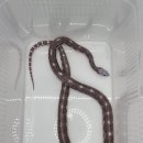 스케일리스 이미지