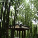 대숲여행 이미지