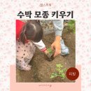 텃밭작물 애플수박 모종 재배 복수박 키우기 망고수박 심는시기