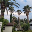 팜트리 빌리지 이미지