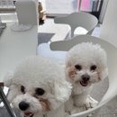 프시트 이미지