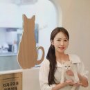 언제나고양이 이미지