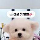 뽀송뽀송 강아지 미용실 이미지