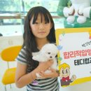 대구고양이분양 테디럽 이미지