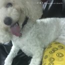 (주)바이오벳 이미지