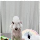 행복한 애견 미용 이미지