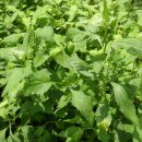 부지깽이 이미지