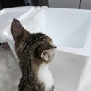 주원푸드 흑돼지