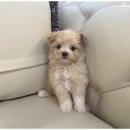 행복한 강아지 이미지