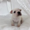 퍼스트 독 앤 캣 이미지