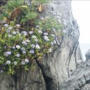 [식물 이야기] 바닷가 바위틈에서 자라는 국화, 독도 사진에서도 볼 수 있죠 이미지