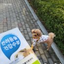 포일동물병원 | 4월 둘째 주) 스위치온 다이어트 4주차 후기와 일상