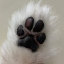 강아지발바닥 이미지