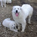 그레이트 피레니즈 (Great Pyrenees) 이미지