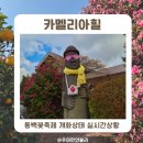 동백자동차 | 제주 동백 축제 카멜리아힐 입장료 입장권 할인 개화상태 솔직후기