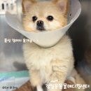 더편한동물병원 | [울산슬개골수술 솔직후기 / 강아지 수중재활치료] 강일웅동물메디컬센터