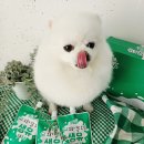 리틀포우 이미지