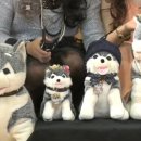 브라우니 이미지