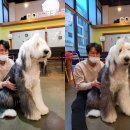 퍼피퍼피애견카페