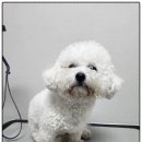 까망댕댕 이미지