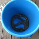 금성숯불장어 이미지