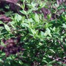 미선나무:쌍떡잎식물 용담목 물푸레나무과의 낙엽관목. 이미지