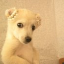 개귀여워 이미지