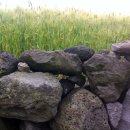 제주돌담 이미지