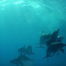 그랑블루 이미지