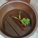 오뚝이바지락반칼국수반(본점) | 김해 삼계동-사장님께서 친절한, 오뚝이 바지락반칼국수반 후기