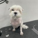 Re Pet 애견샵 이미지