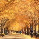 은행나무길 이미지