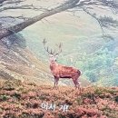 더 퀸(The Queen) 이미지