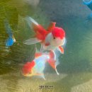 다루아쿠아 이미지